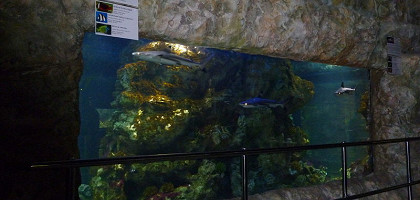 В акватеррариуме зоопарка, Красноярск