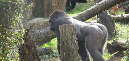 Вашингтонский зоопарк, горилла