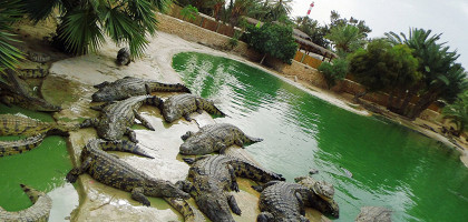 Крокодиловая ферма, «Джерба Эксплор», остров Джерба