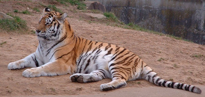 Амурский тигр