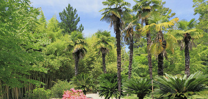 Сухумский ботанический сад, пальмы