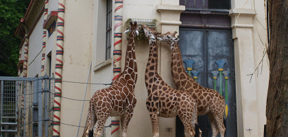 Антверпенский зоопарк, вольер с жирафами