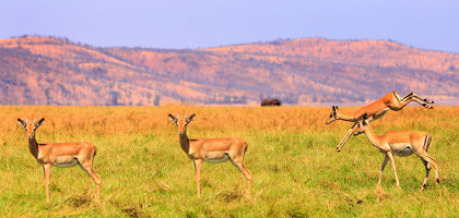 Грациозная антилопа в национальном парке Хванге, Зимбабве