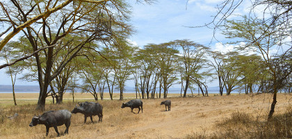 Буиволы в национальном парке Накуру, Кения