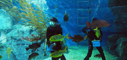 Аквариум Sea Life Bangkok Ocean World, кормление рыб