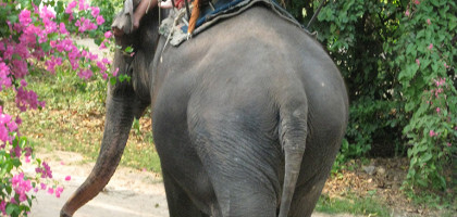 Деревня слонов в Паттайе, прогулка