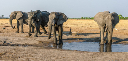 Слоны в национальном парке Хванге, Зимбабве
