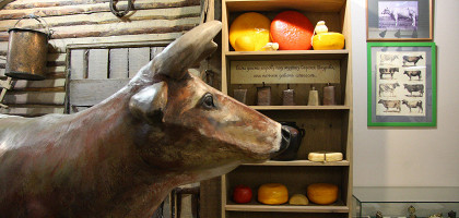 Корова в Музейе сыра в Костроме