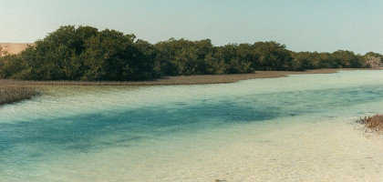 Национальный парк Рас-Мохаммед, мангровая роща