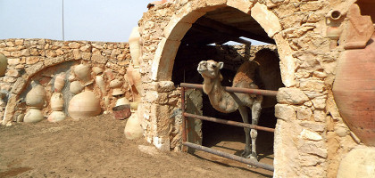 Верблюд в музее керамики в Геллале, Джерба