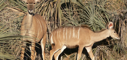 Животные в заповеднике Маханго