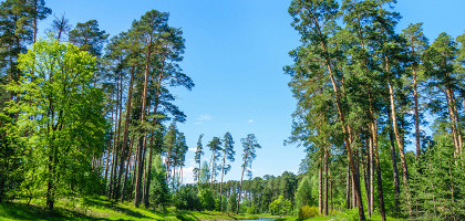 Лесопарк Лебяжье, Казань
