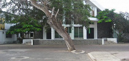 Дерево в середине дороги в Сан-Кристобаль, Галапагосские острова