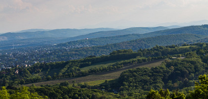 Венский лес, Австрия, лес