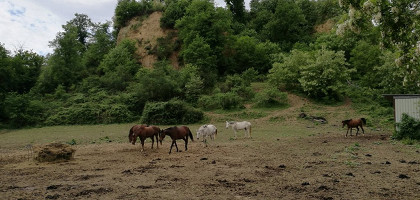 Лошади в Тоскане, Италия