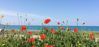 Маки рядом с пляжем Лачи на Кипре