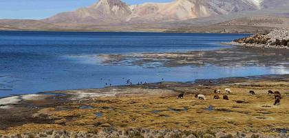 Высокогорное озеро Чунгара в провинции Паринакота, Чили