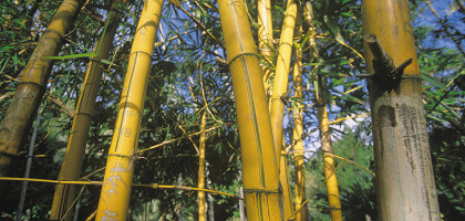 Бамбуковые заросли Маврикия