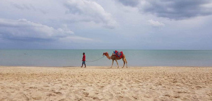 Местное развлечение на побережье — прогулка на верблюде, Хаммамет, Тунис