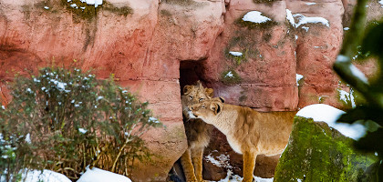 Зоопарк в Ганновере, львы