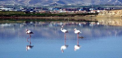 Фламинго на озере в Ларнаке