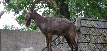 Вроцлавский зоопарк, сибирский горный козел