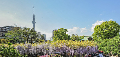 Tokyo Skytree, Япония
