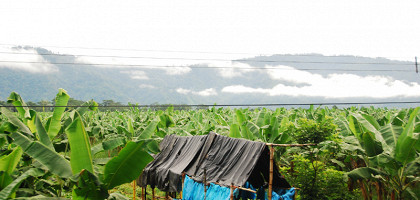 Банановая плантация на Коста-Рике