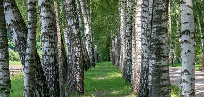 Березы в Тульской области