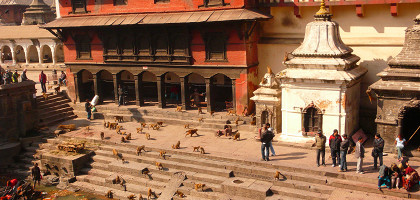 Обезьяны у храма, Пашупатинатх, Катманду
