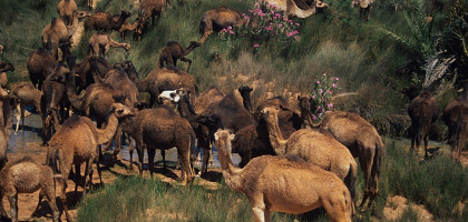 Верблюды на Goulmine Oasis, Марокко