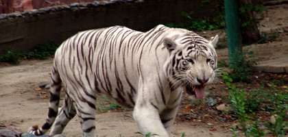Бенгальский тигр, Алма-Атинский зоопарк