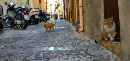 Домашние животные на улице Чефалу, Италия