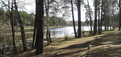 Кратово, сосновый лес с прогулочной дорожкой