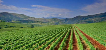 Виноградник в Македонии