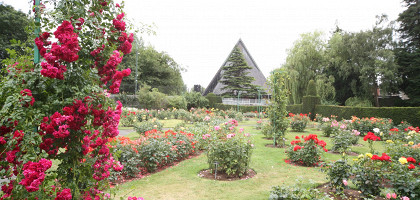 Дублинский ботанический сад, розовые клумбы