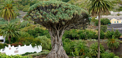 Икод-де-лос-Винос, тысячелетнее драконово дерево