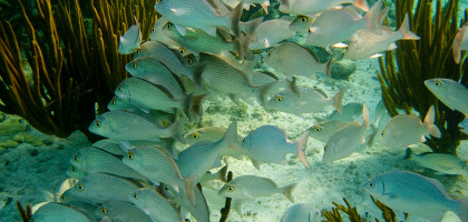 Подводный мир Карибского моря, Акумаль