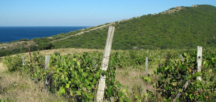 Виноградники на спуске к пляжу в Варваровской щели, Сукко