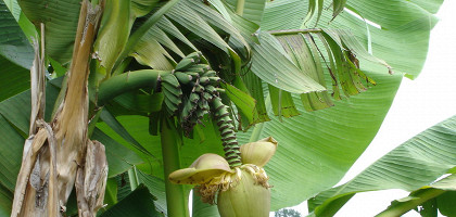 Бананы в Ботаническом саду Батуми