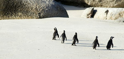 Пингвины на камнях, Кейптаун