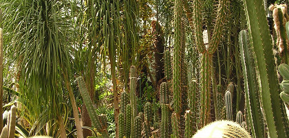 Кактусы, Никитский ботанический сад, Россия