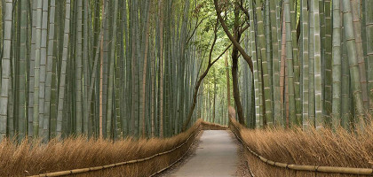 Заросли бамбука в Киото