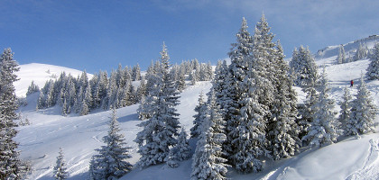 Стройные ели, Кирхберг