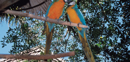 Экзотические попугаи, Багамские острова