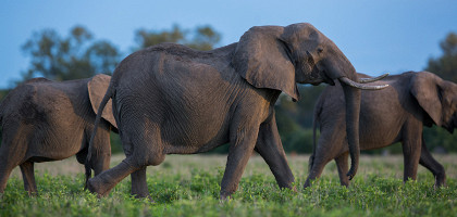 Слоны на просторах Зимбабве