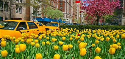 Весна на Парк-авеню, Нью-Йорк