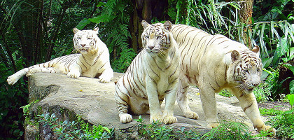 Белые тигры из зоопарка Сингапура