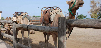 Верблюдоводство в деревеньке Мазотос на Кипре