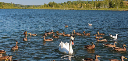 Городищенское озеро, Изборск